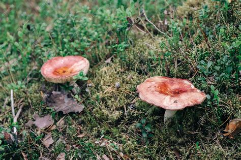 Premium Photo Russula Mushroom In The Forest Bright Red Colored