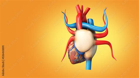 The Medical Structure Of The Human Heart 3d Illustration Stock