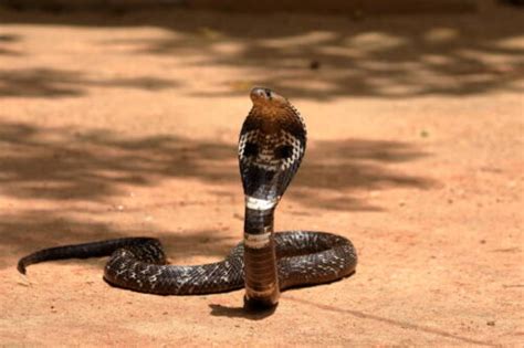 【インドコブラの生態！】キングコブラとの違いや模様について等5個のポイント！ 爬虫類大図鑑