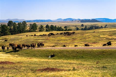 Best Time To See Bison Herd In Wind Cave National Park South Dakota 2024