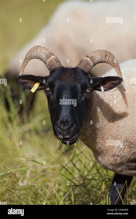 Norfolk Horn Sheep Ovis Aries Rare Breed Ewe Grazing Lessingham