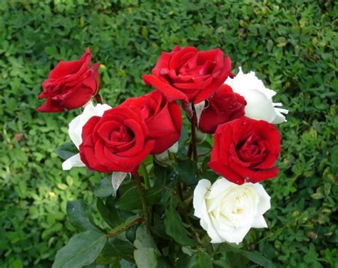 33 Gambar Bunga Mawar Merah Terindah Di Dunia