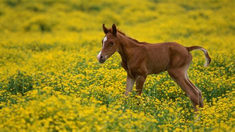 Cute Horse Wallpapers 54 Pictures