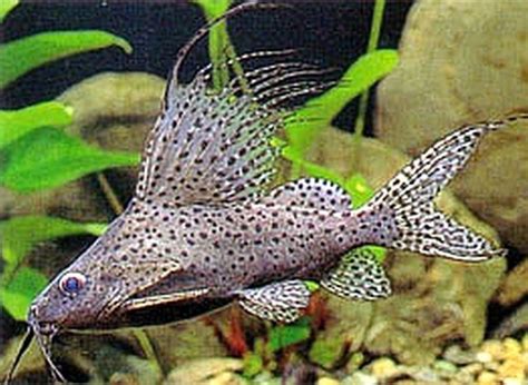 3 Synodontis Euruptus Catfish Live Freshwater Aquarium Fish 수족관 물고기