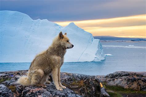 Free Greenland Sled Dog With Icebergs In The Arctic At Sunset Greenland