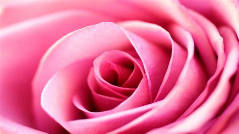 Download Gratis 500 Background Pink Rose Wallpaper Terbaik