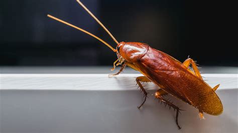 What Diseases Do Roaches Bring To Your Home Drive Bye Pest Exterminators