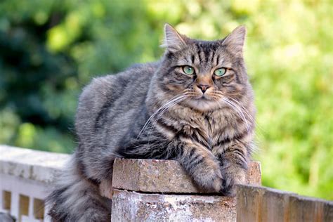 5 Things You Didnt Know About The Norwegian Forest Cat