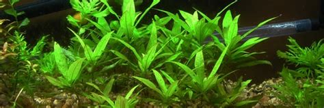 Coffeefolia, this name has no taxonomic status, being just a variation of the. 10 Best Freshwater Aquarium Plants for Beginners