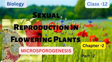 Sexual Reproduction In Flowering Plants Ii Microsporogenesis Ii Class