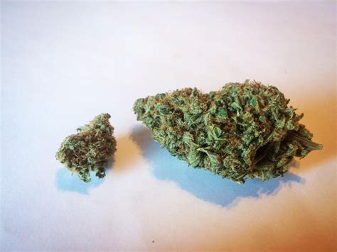 The Cough Why Colorado Tokers Love This Strain Westword