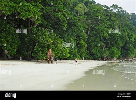 India Andaman Islands Havelock Tourists On Elephants On The White