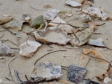 Cedar Key Shells On Beach Zamia Ventures