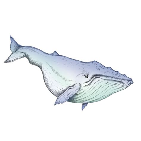 I really hope this is helpful in. Humpback whale drawing | Sea Life Art