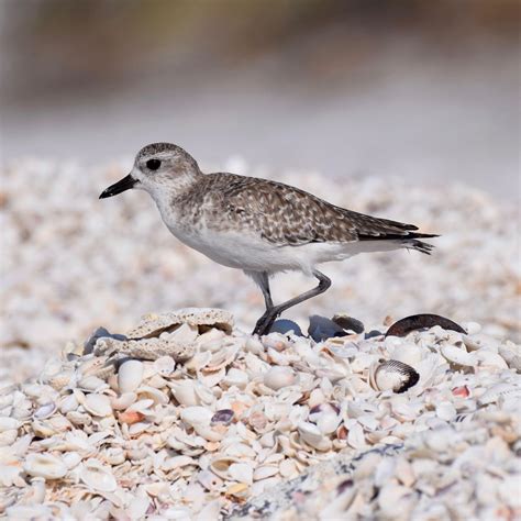 Black Bellied Plover Audubon Guide To North American Birds