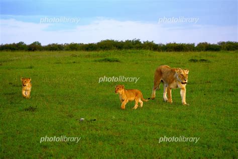 ライオンの親子 写真素材 [ 6090215 ] フォトライブラリー photolibrary