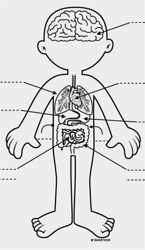 Estrutura Do Corpo Humano Desenho Detalhes Científicos