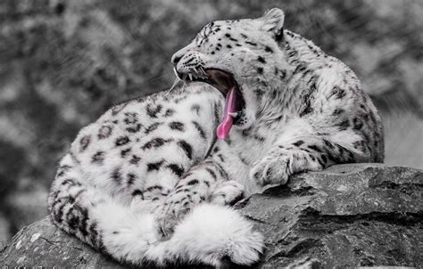 Wallpaper Predator Irbis Snow Leopard Wild Cat Yawns Images For