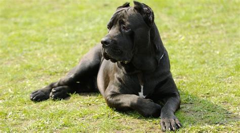 How Long Does It Take For A Cane Corso To Be Full Grown