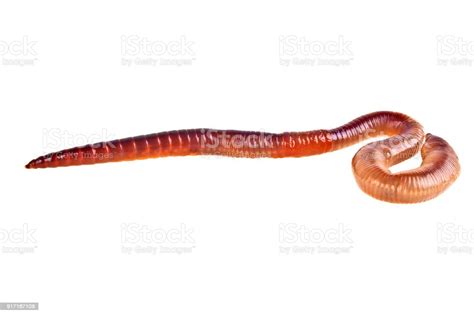 Earth Worm Isolated On White Background Stock Photo Download Image