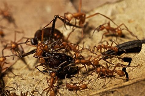 Fire Ants Army Ants Vs Fire Ants