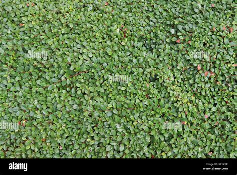 Waxy Green Foliage Hi Res Stock Photography And Images Alamy