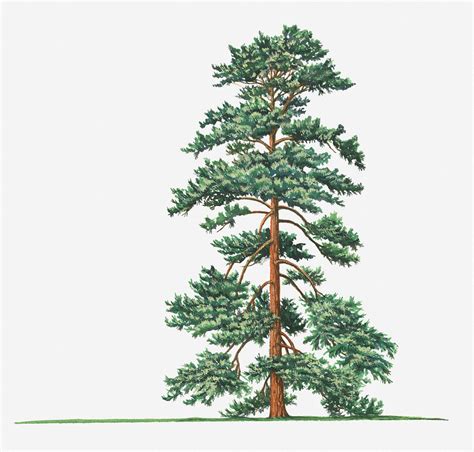 Illustration Of Evergreen Pinus Wallichiana Bhutan Pine Himalayan
