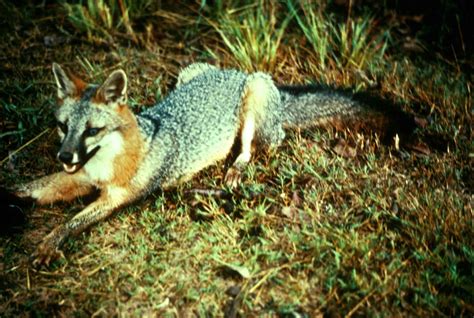Free Picture Gray Fox Predator Urocyon Cinereoargenteus