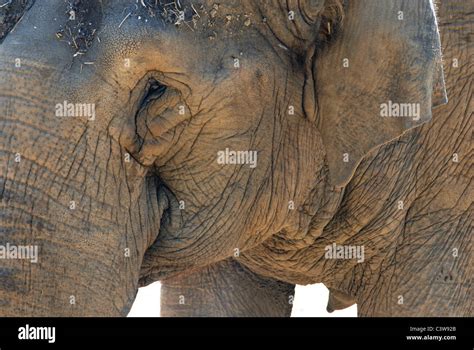 Brown Elephant Skin Hi Res Stock Photography And Images Alamy