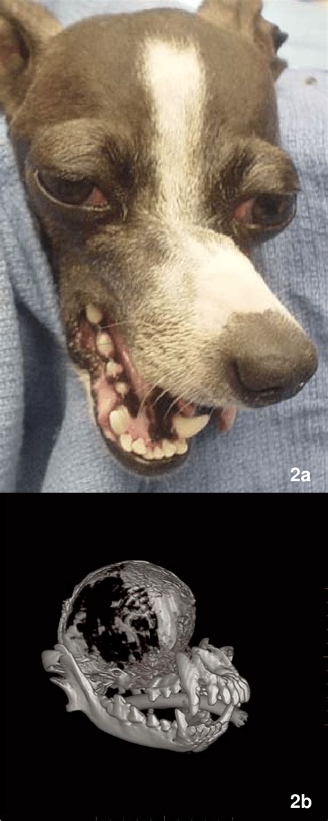 A And 2b A Dog With Primary Hyperparathyroidism Note The Bone Loss On