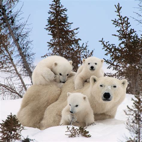 Baby Polar Bear Learn About Polar Bears Kids Learning