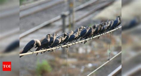 Bird Flu In Uttar Pradesh Nine Crows Found Dead In Uttar Pradesh Amid Bird Flu Scare In