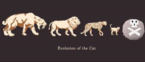 Evolution of the Cat : 2007scape