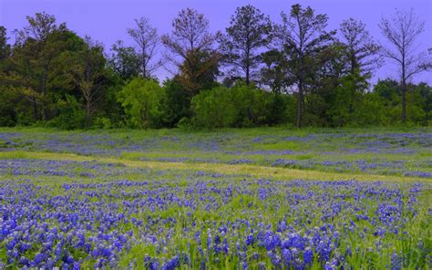 37 Free Texas Bluebonnet Wallpapers Wallpapersafari