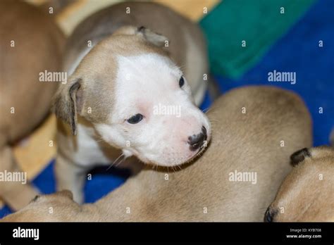 3 Weeks Old Dog Puppy Stock Photo Alamy