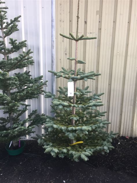 Silvertip Fir Or As I Call It The Charlie Brown Christmas Tree Old