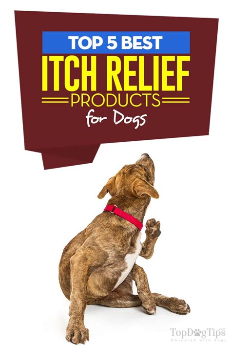Top 5 Best Itch Relief For Dogs Products In 2018 Itching And Hotspots