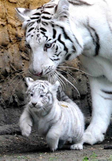Black And White Baby Animal Pictures Wallpapers Gallery