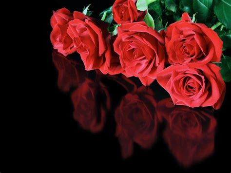Red Rose With Black Backgrounds Wallpaper Cave
