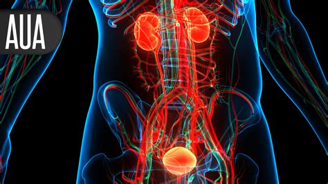 Best Way To Recover Urinary Continence After Prostatectomy Medpage Today