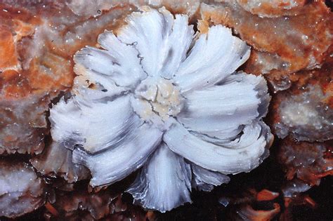 Gypsum Flower Cave Formation Painting By Lisa Frick Pixels
