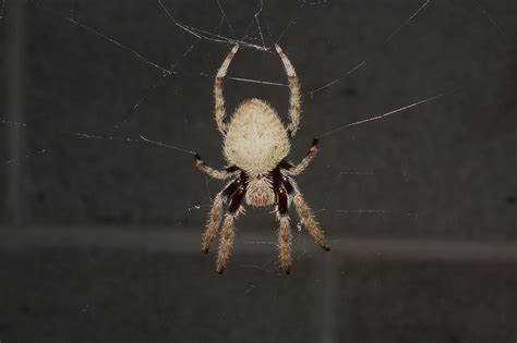 There are many varieties of orb weaving spiders and i. Spiders - Bushwalking 101