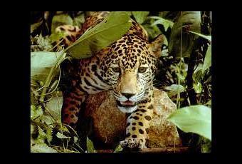 Jaguar Habitat Protected in U. S. - Paperblog