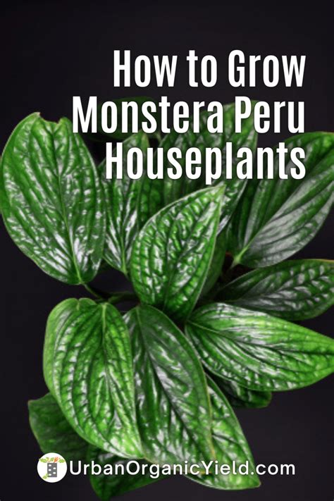 Monstera Peru Karstenianum Plant Care Artofit