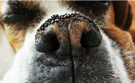 Why Do Dogs Get Crusty Noses