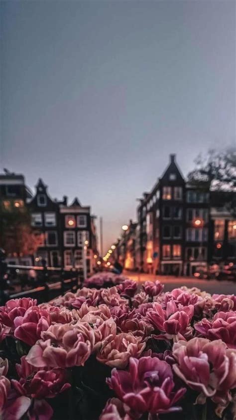 pin by 💦𝒏𝒎𝒂𝒚 𝒃𝒂𝒓𝒂𝒏💦 on beautiful جـــوان amsterdam wallpaper beautiful flowers wallpapers