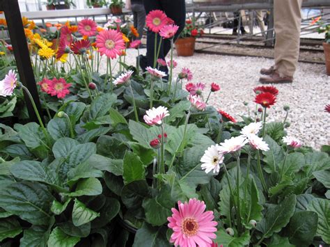 Some cut flower plants produce fantastic flowers that never make it to commercial florists because they do not travel or keep well for very long. Arrowhead Alpines Blog: New perennials headed your way