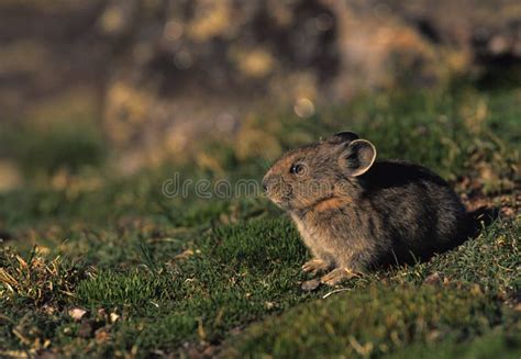 Pika In Grass Stock Image Image Of Wildlife Rodent Tundra 9406499