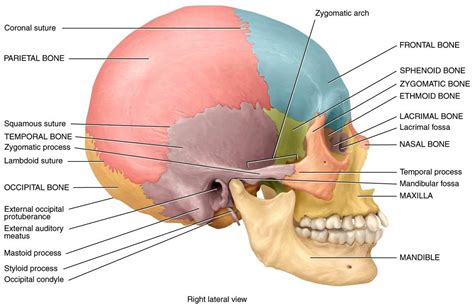 May 31, 2021 · skull anatomy diagrams. Anatomy and Physiology Exam 2 at Mount Saint Mary's ...