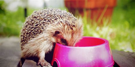 Wenn ein offensichtlich unterernährter igel im herbst im garten auftaucht, so darf er dort guten gewissens gefüttert werden. Igel im Garten - Was tun bei stacheligem Besuch?